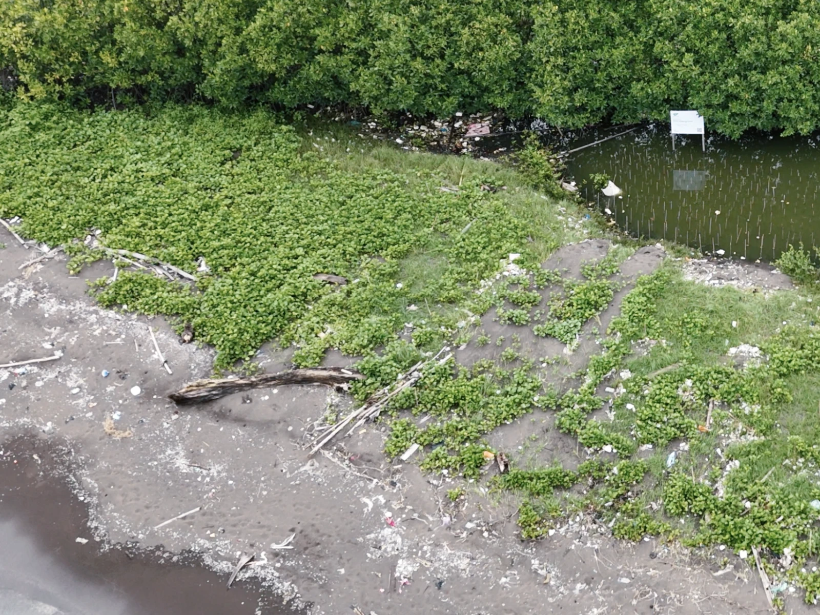 Penanaman Mangrove Desa Sukawali, Tangerang