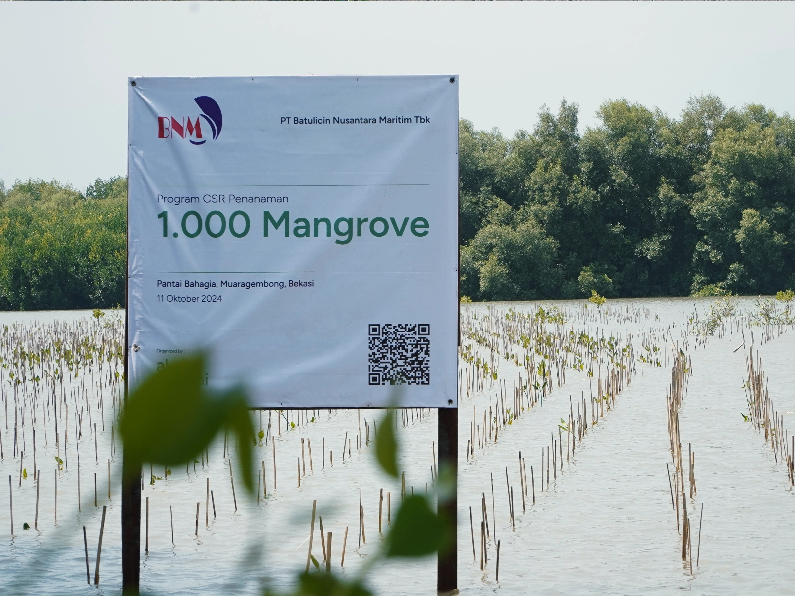 Penanaman Mangrove Pantai Bahagia, Muaragembong, Bekasi
