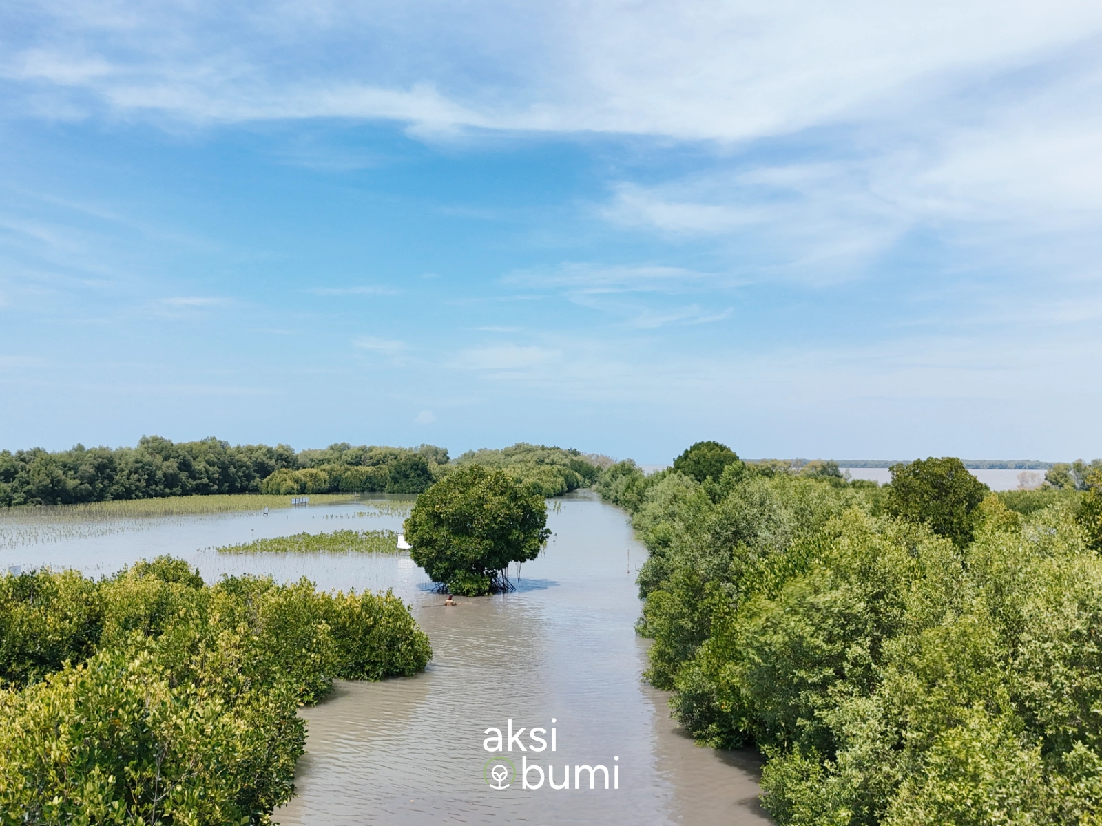 1.000 Mangrove PT Batulicin Nusantara Maritim Tbk untuk Pertahankan Pantai Bahagia