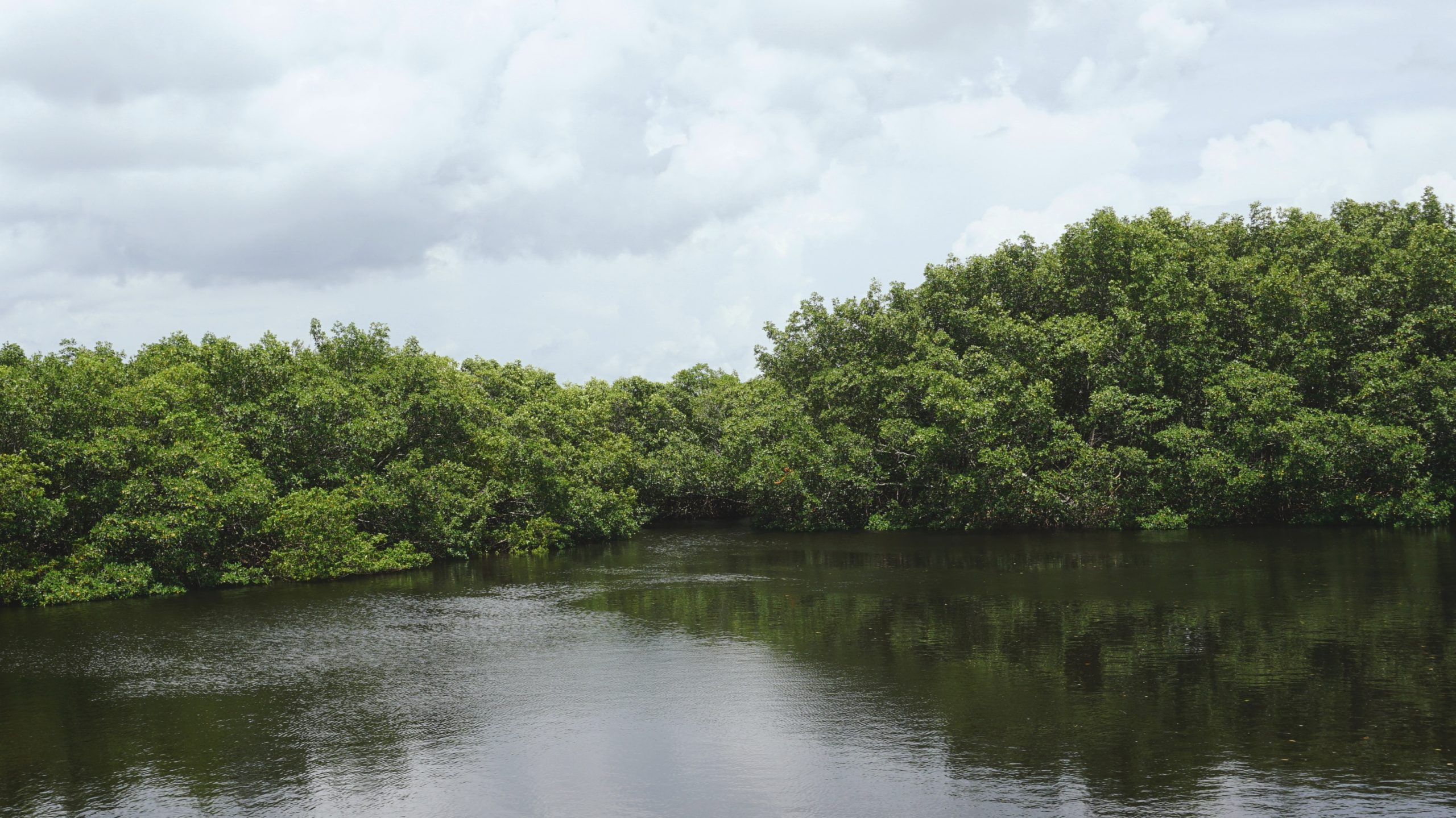 Mangrove sebagai pelindung ekosistem